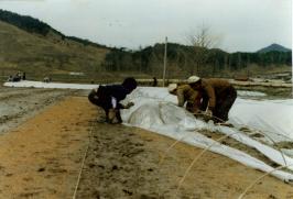 70년대 초기 괴산 보온절충못자리 설치장면