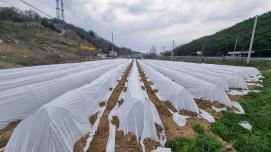 괴산군, 고추 시범사업 및 품종 전시포 현장평가회 개최 이미지