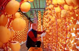 ▣ 곶감 덕장에 가을이 익다 이미지