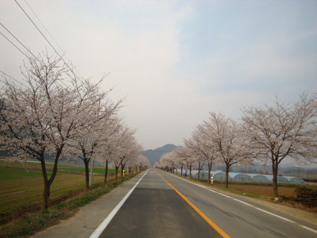 아름다운 청천 벚꽃길 이미지1