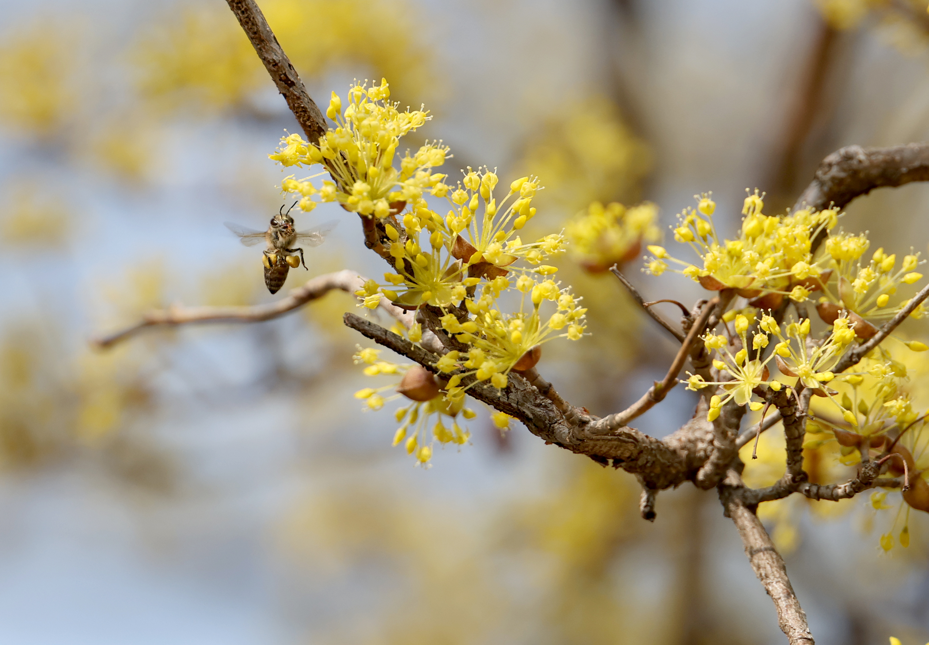 괴산 장암리 산수유꽃 만개...꿀 따는 벌 포착 (2026.03.26) 이미지3