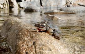 경칩 맞은 괴산 쌍곡계곡…알 품은 개구리 한쌍 포착