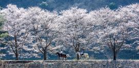 괴산 괴강,청안 벚꽃 스케치 (2026.04.09)