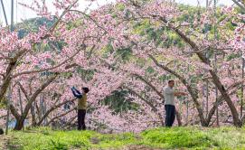 연분홍 복숭아꽃 활짝...괴산 농가 봄 손길 분주 (2026.04.23)