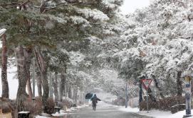 설경 속 고요...눈꽃으로 피어난  괴산 (2026.02.24)