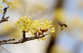 괴산 장암리 산수유꽃 만개...꿀 따는 벌 포착 (2026.03.26)