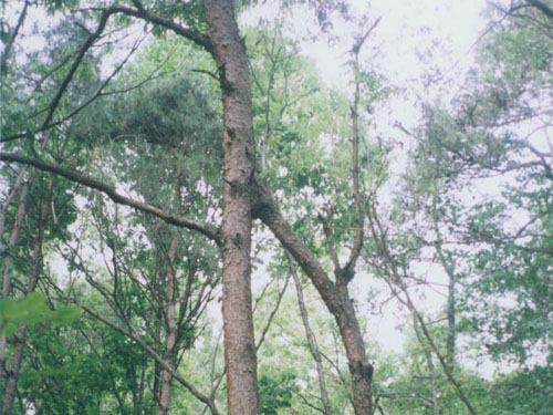 보광산 연리목(連理木)