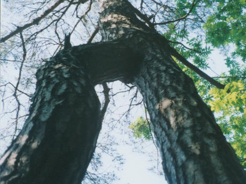 용추폭포 연리목(連理木)